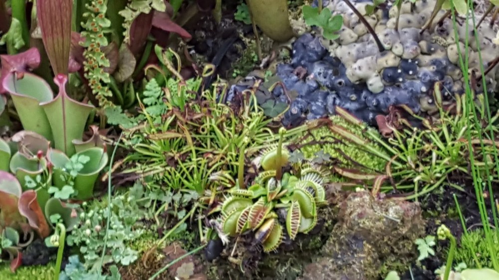 255ee-venus2bfly2btraps