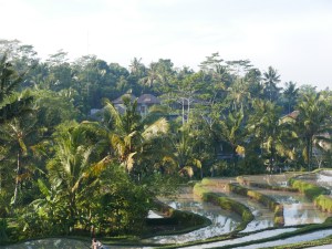 Bali, Ubud, Indonesia, Rice Paddy