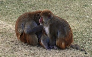 Jakhu Temple, Shimla, India, Monkeys